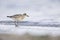 An juvenile grey plover resting and foraging during migration on the beach of Usedom Germany