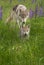 Juvenile Grey Wolf Canis lupus Chases After Pup