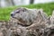 Juvenile groundhog