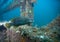 Juvenile Grouper - Dupont Bridgespan