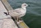 Juvenile Gull on a Pier