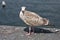 Juvenile Gull on a Pier, Ireland