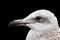 Juvenile gull portrait over black