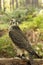 Juvenile Gyr Peregrine in captivity.