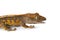 Juvenile harlequin crested gecko on white background