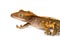 Juvenile harlequin crested gecko on white background