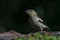 Juvenile Hawfinch Coccothraustes coccothraustes on a branch