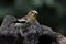 juvenile Hawfinch Coccothraustes coccothraustes on a branch