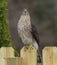 Juvenile hawk sitting on a fence looking at camera