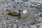 Juvenile herring gull eating plastic packaging in water