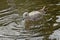Juvenile herring gull fishing a pacifier out of the pond - Larus argentatus