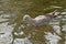 Juvenile herring gull fishing a pacifier out of the pond - Larus argentatus