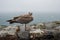 Juvenile herring gull, larus argentatus, perched on a wall during Storm Agnes, Dunmore Head, Dingle, Co Kerry, Ireland