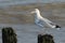 A juvenile Herring Gull Larus argentatus standing on a post covered in seaweed at the edge of the sea.