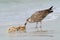 Juvenile Herring Gull Picks At Dead Fish, Fort DeSoto Park, Florida