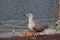 Juvenile herring gull on a sailship, selective focus