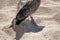 Juvenile Herring Gull / Seagull / Larus argentatus has his foot impaled on a discarded fishing hook