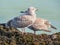 Juvenile herring gulls on rocks of the Jersey Island