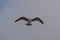 Juvenile Herring Gulls / Seagull / Larus argentatus in mid flight in northern Portugal