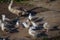 Juvenile Herring Gulls squabbling in the sunshine