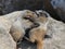 Juvenile Hoary Marmots Wrestling