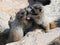 Juvenile Hoary Marmots Wrestling