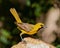 Juvenile Hooded Oriole poses on rock