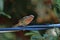 A Juvenile House Finch, Male