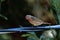 A Juvenile House Finch, Male