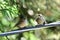 A Juvenile house finch on the Wire