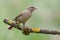 Juvenile House Sparrow (Passer domesticus).