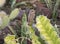 Juvenile house sparrow perched on cactus plant