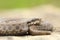 Juvenile hungarian meadow viper closeup