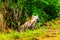 Juvenile Hyena in Kruger National Park