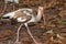 A Juvenile Ibis