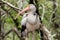 A juvenile Ibis in Corkscrew Swamp Florida