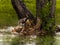 Juvenile Ibis Feeding in the Rain