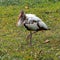 Juvenile Ibis Posing