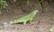 Juvenile Iguana, Costa Rica