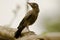 A juvenile indian robin