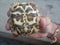 Juvenile Indian star tortoise hide inside shell holding in head