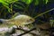 Juvenile individual of prussian carp or gibel carp, wide-spread and very common freshwater fish feel fine in temperate coldwater