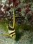 Juvenile Jackknife Fish in the Florida Keys