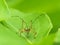 Juvenile Katydid On Leaf