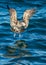 Juvenile Kelp gull Larus dominicanus
