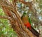 Juvenile King parrot