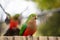 Juvenile king parrot close up