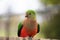 Juvenile king parrot on fence