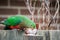 Juvenile king parrot pecking seeds