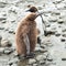 Juvenile king penguin chicks, cute penguins with fluffy feathers